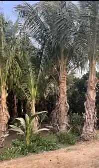 نخل للبيع جميع أنواعه ومقساته 11