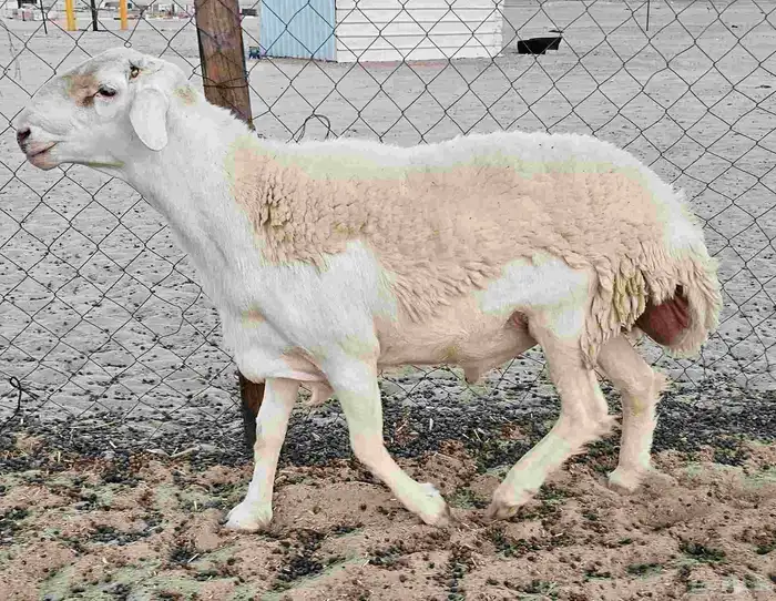 فحل حري كفو ثني 3