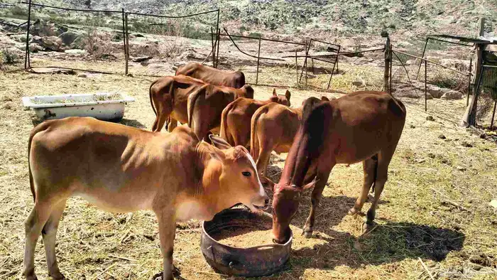 حسلان للبيع العدد 8 0