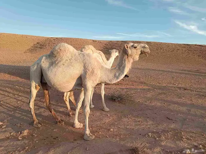 ناقة لقحه ملاقي 2