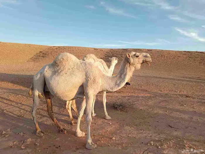 ناقة لقحه ملاقي 0