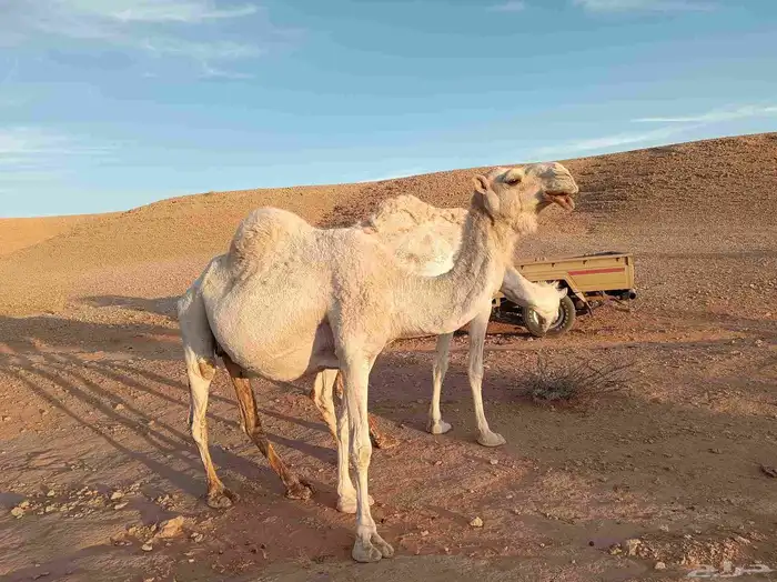 ناقة لقحه ملاقي 1