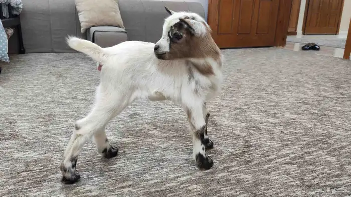 ماعز قزم انثى 0