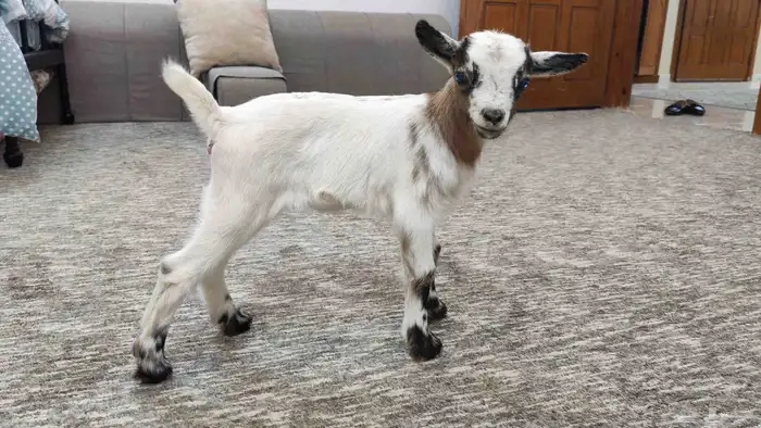 ماعز قزم انثى 1