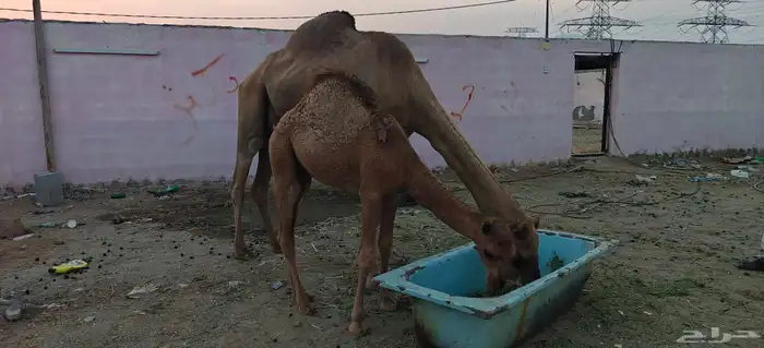 ناقة خلفه حليبها سكر وغزير ومعاها قعود صغير 1