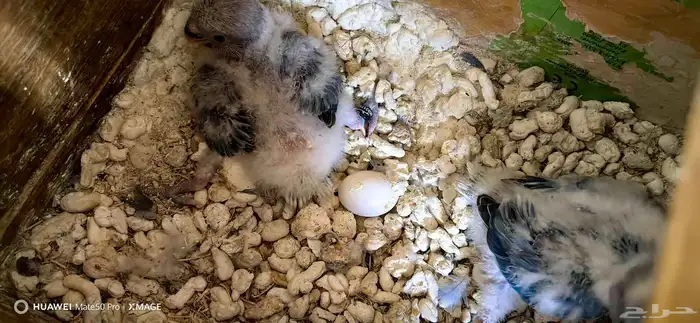 فروخ روز غر 0