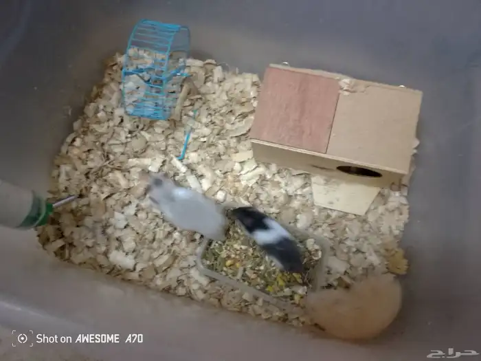 هامسترات للبيع 0