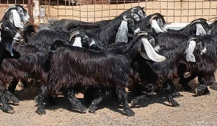 معزا عوارض صغار سنون العدد 15 منوه القناي 24