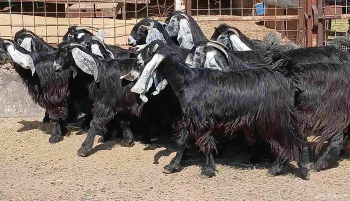 معزا عوارض صغار سنون العدد 15 منوه القناي 13