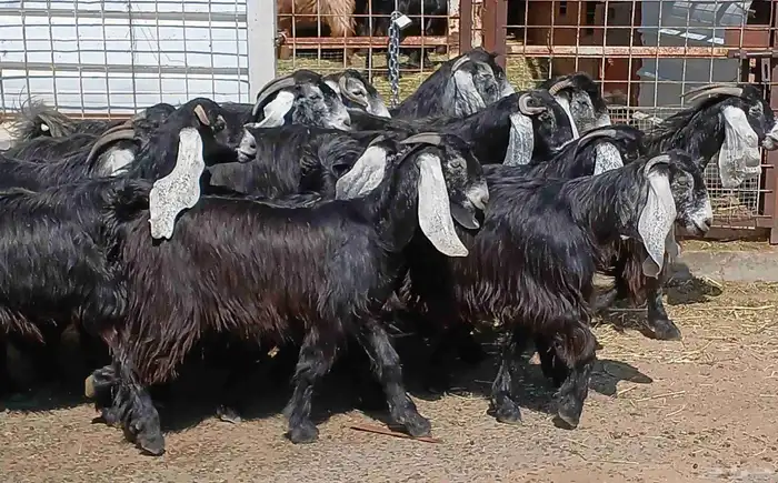 معزا عوارض صغار سنون العدد 15 منوه القناي 19