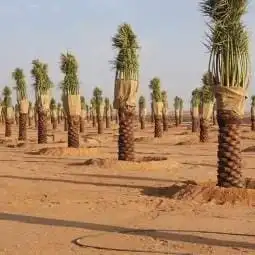 يوجد لدينا جميع انواع انخل 3