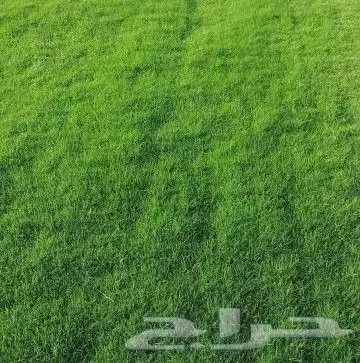 عشب طبيعي نجيل 0