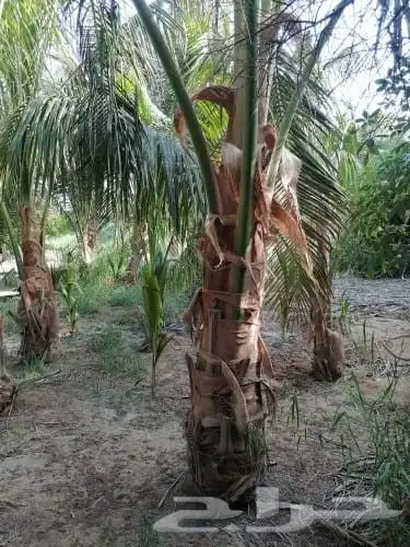 نخل للبيع جميع أنواعه ومقساته 10