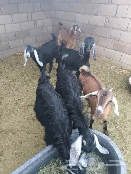 6 صخلات طيبات من 6 الى 8 شهور 4