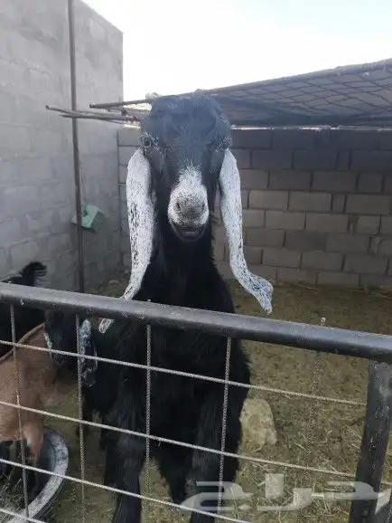 6 صخلات طيبات من 6 الى 8 شهور 0