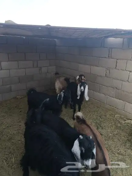 6 صخلات طيبات من 6 الى 8 شهور 3