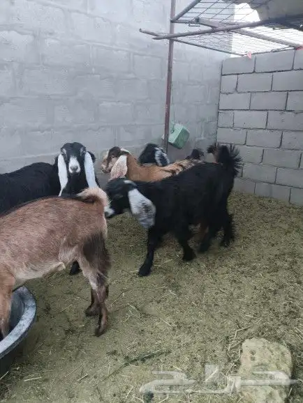 6 صخلات طيبات من 6 الى 8 شهور 2