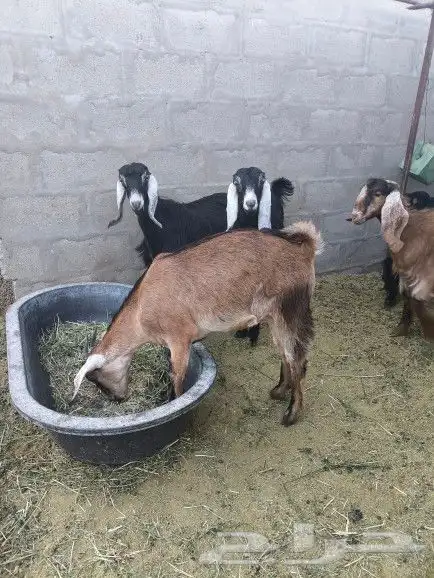 6 صخلات طيبات من 6 الى 8 شهور 1