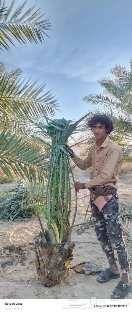 مقاول نخل عربي ونخل واشنطنيا مع اعماله قلع غرس تكريب وتحويض 5