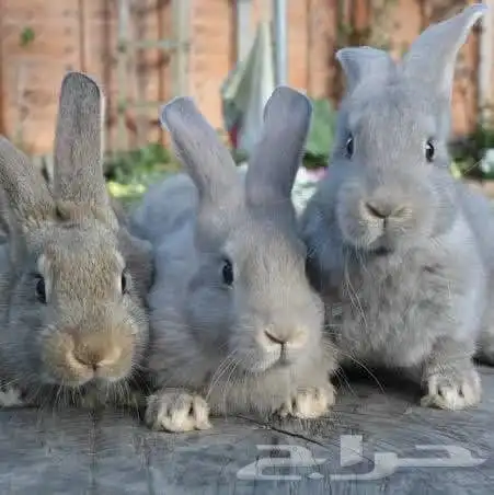 فنى تربية دواجن   روس 308وجميع أنواع الطيور 5