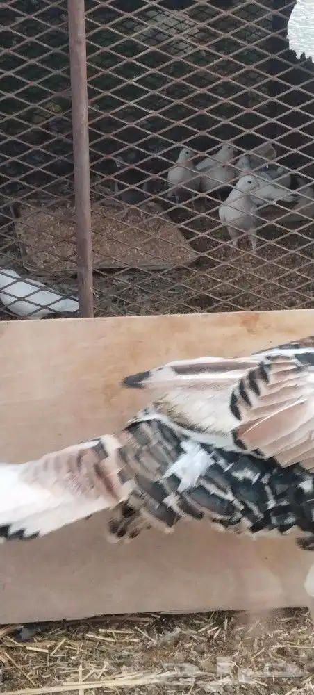 طريق الرديف خلف اكسترا 4