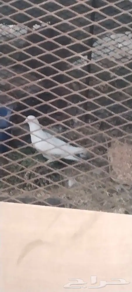 طريق الرديف خلف اكسترا 3