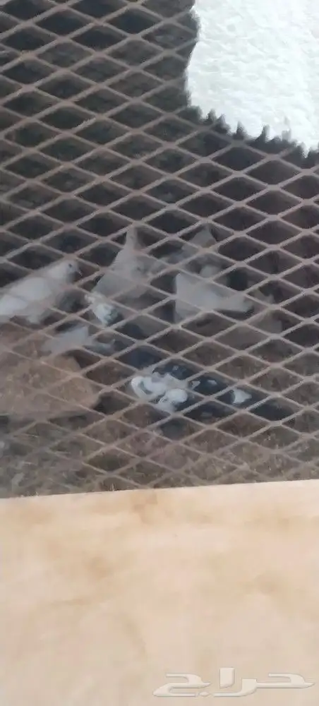 طريق الرديف خلف اكسترا 2