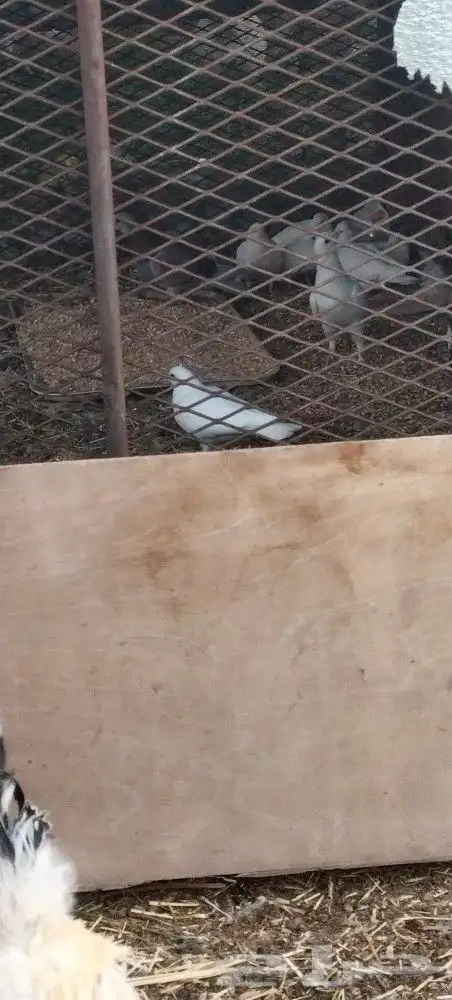 طريق الرديف خلف اكسترا 5