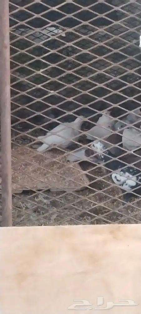 طريق الرديف خلف اكسترا 1