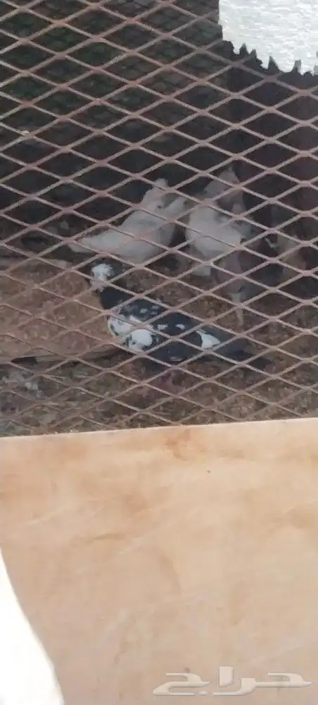 طريق الرديف خلف اكسترا 0