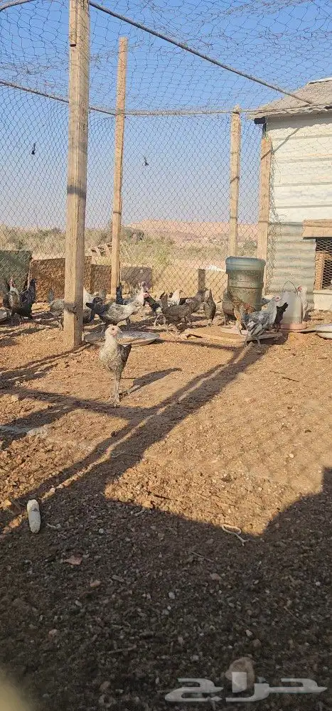للبيع دجاج 1