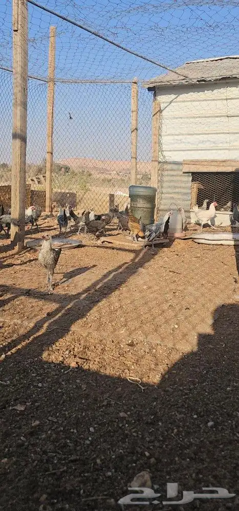 للبيع دجاج 2