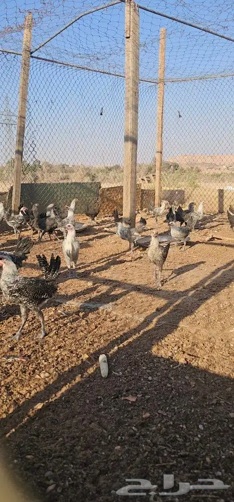للبيع دجاج 3