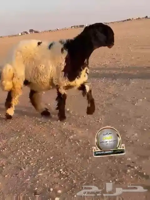 جدعه نعيم صنف طيبه للبيع 8