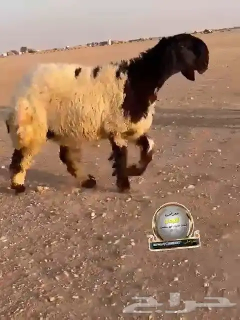 جدعه نعيم صنف طيبه للبيع 4