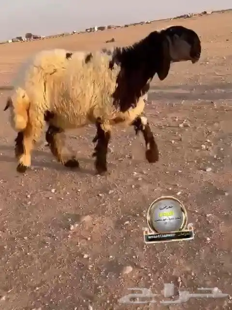 جدعه نعيم صنف طيبه للبيع 2