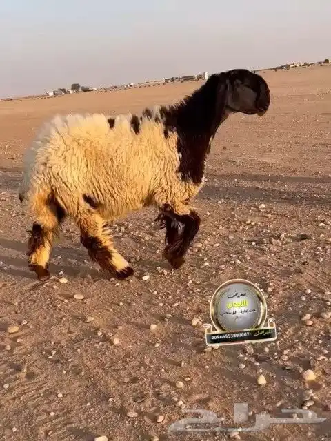 جدعه نعيم صنف طيبه للبيع 1