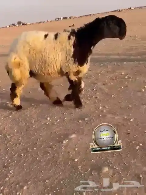 جدعه نعيم صنف طيبه للبيع 0