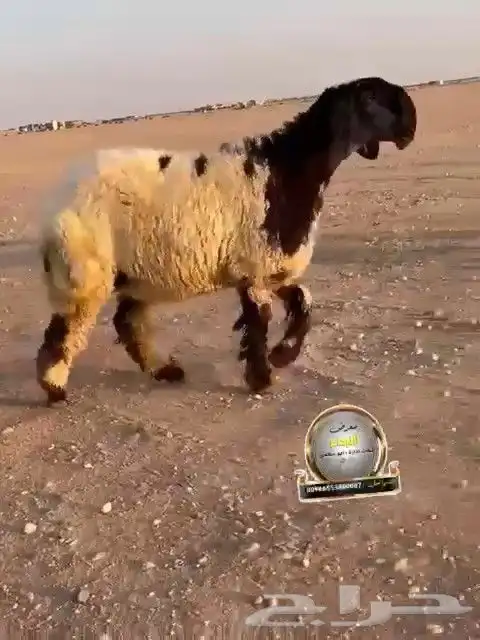 جدعه نعيم صنف طيبه للبيع 5