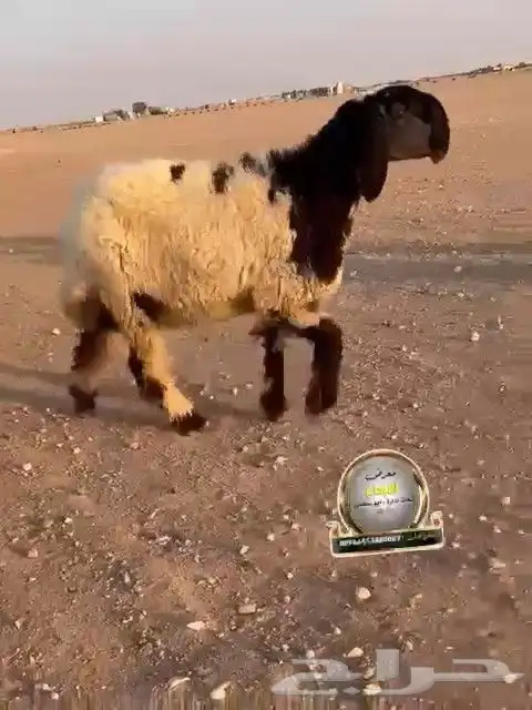 جدعه نعيم صنف طيبه للبيع 3