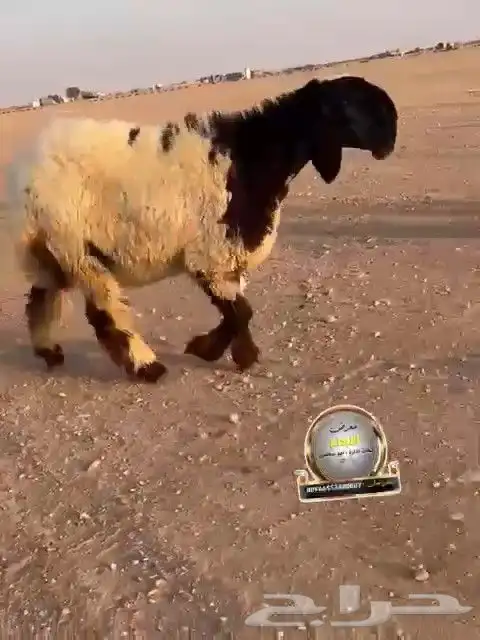 جدعه نعيم صنف طيبه للبيع 7