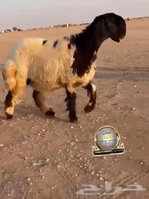 جدعه نعيم صنف طيبه للبيع 6