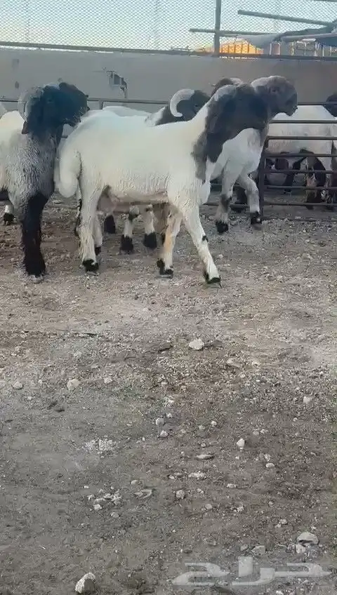 جدعان نعيمي صنف للبيع 5