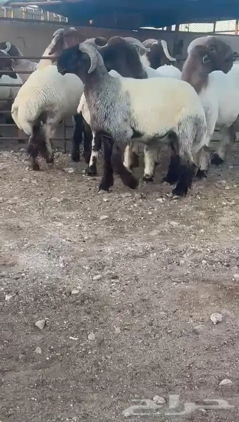 جدعان نعيمي صنف للبيع 6