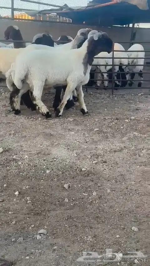 جدعان نعيمي صنف للبيع 8