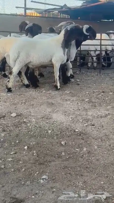 جدعان نعيمي صنف للبيع 3