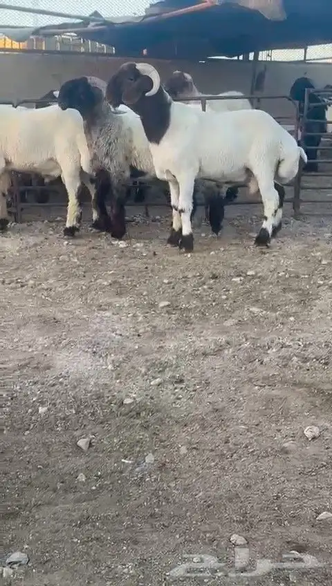 جدعان نعيمي صنف للبيع 0