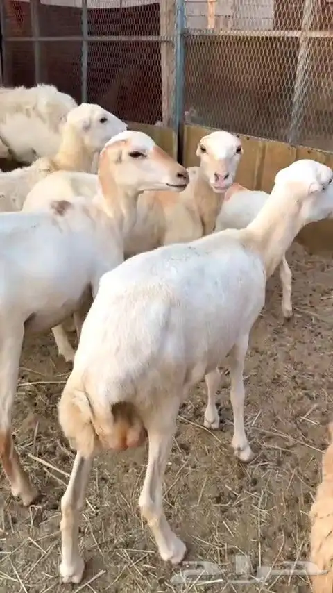 أعرض لكم ضان رفيديات 3 دفيع شرط و 4 الله وعلم 2