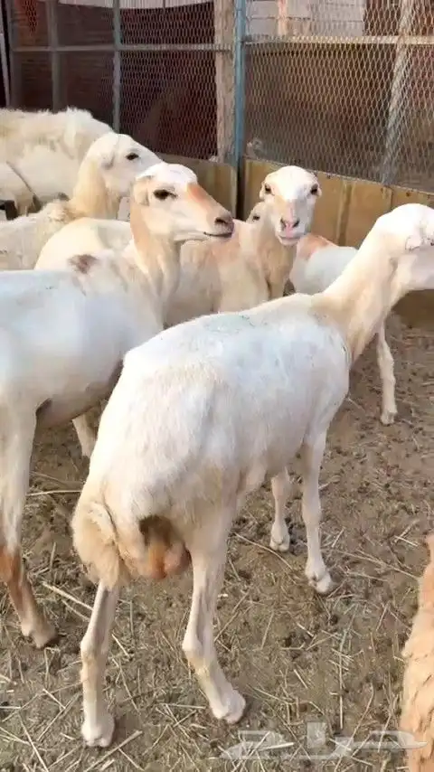 أعرض لكم ضان رفيديات 3 دفيع شرط و 4 الله وعلم 0