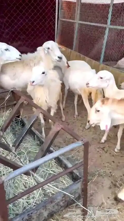 أعرض لكم ضان رفيديات 3 دفيع شرط و 4 الله وعلم 4